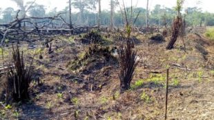 Agriculture itinérante sur brûlis dans Yangambi