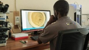 Un étudiant master en train d'examiner un bois dans le laboratoire de Yangambi / Photo CIFOR