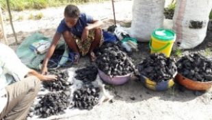 Les bois coupés dans Yangambi servent soit à la fabrication des planches ou la production des braises pour la vente